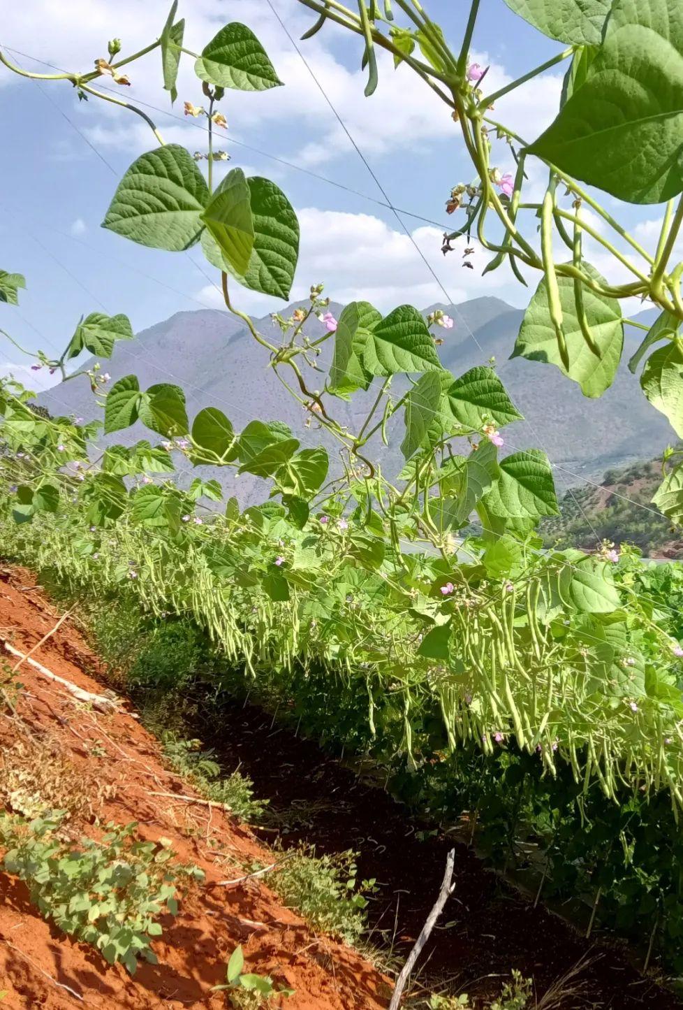 豆角产地最新价格,豆角产地最新价格动态分析